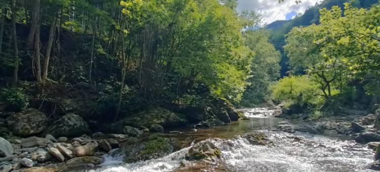 花筑奢·黄山苦株树故事民宿图片