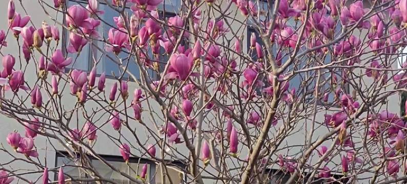 海华花园度假酒店图片