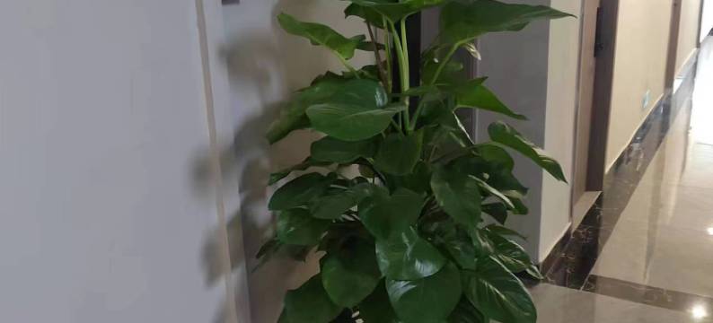 佛山西安公寓图片