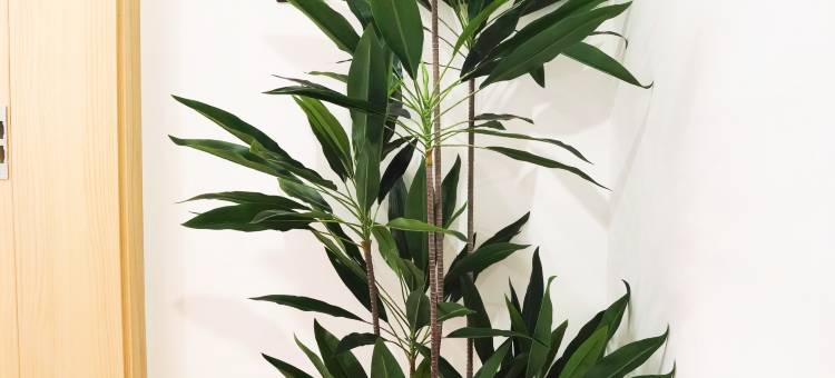 新津君悦商务旅馆图片