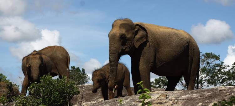 辛纳蒙亚拉野生动物酒店(Cinnamon Wild Yala)图片
