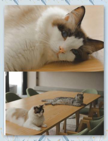 BlueTide·念念不舍海景民宿(平潭蓝眼泪观赏点店)图片