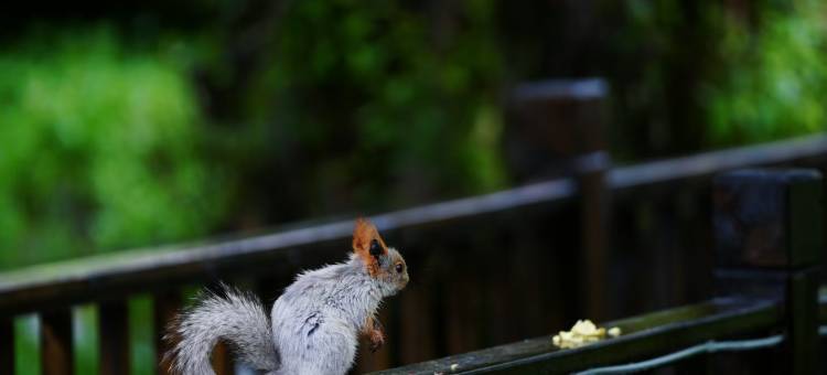 琼库什台阅木山居民宿图片