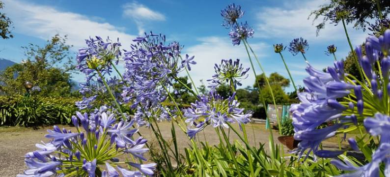 南投清境优胜美地景观民宿图片