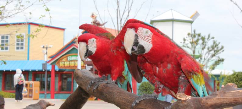 宿迁森迪部落树屋酒店图片
