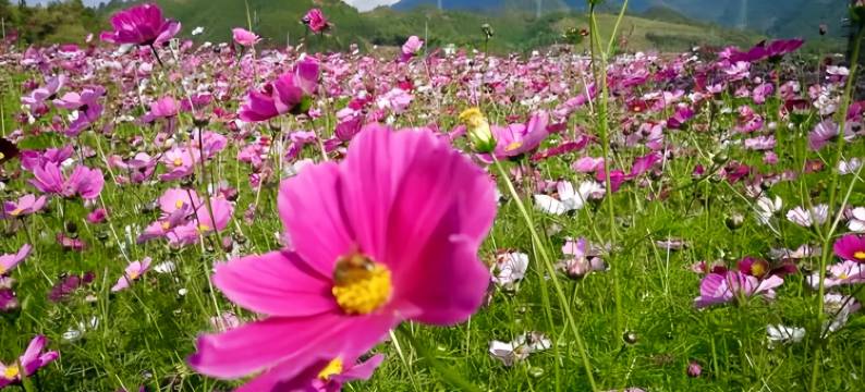 AETHER·玖灵山居(康定市新都桥店)图片