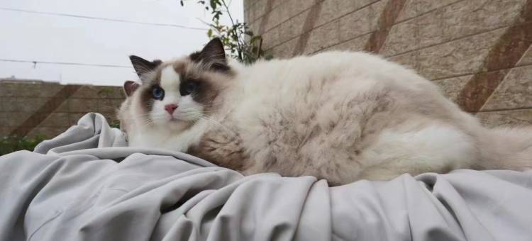 木言雅逸酒店(眉山东站万达广场店)图片