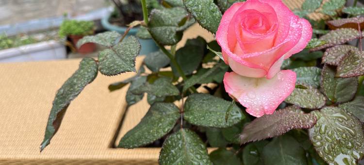 格盟酒店(厦门大学沙坡尾店)图片