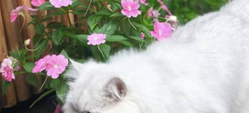 远方的家·古韵小院民宿(仁化丹霞山景区店)图片