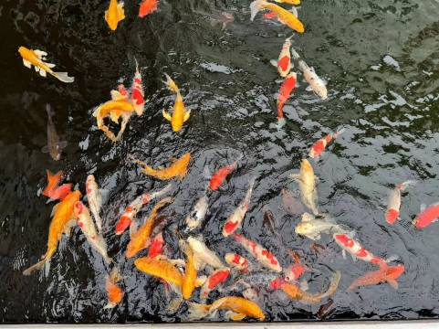 普陀山花筑奢·竹香居图片