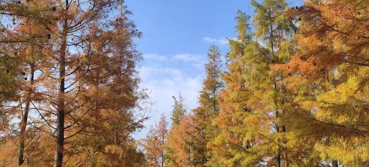 如家驿居酒店(宜昌枝江妙尚广场店)图片