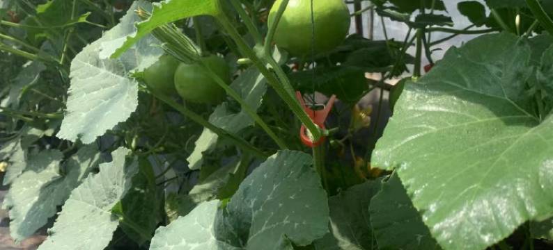 西双版纳景洪栖子堂·隐世湖畔野奢度假民宿(嘎洒国际机场店)图片