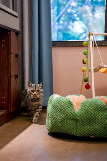 泰山天平湖开元名都大酒店图片