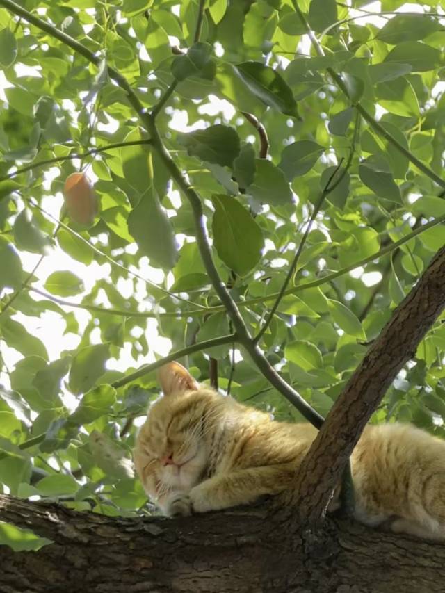 花筑·云台山氧吧酒店(岸上服务区店)图片