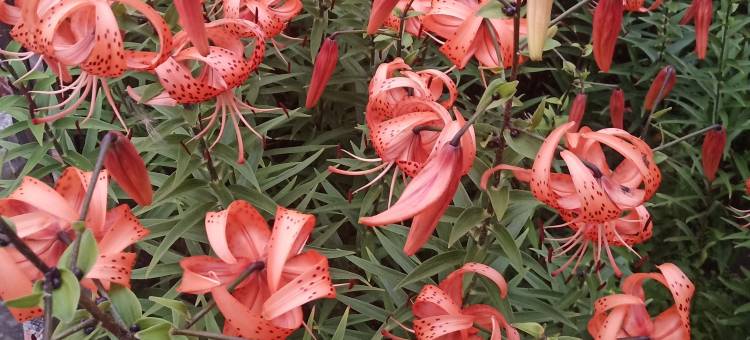 额尔古纳安东之家宾馆图片