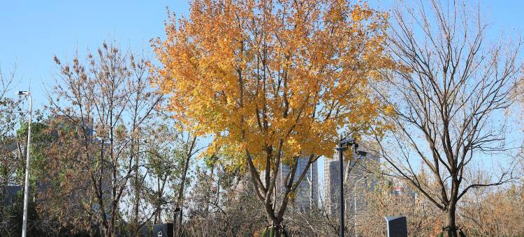 青云酒店(郑州经开中心广场店)图片