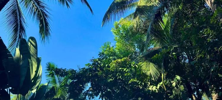 Q加·金芒果客栈(西双版纳景洪告庄西双景星光夜市店)图片