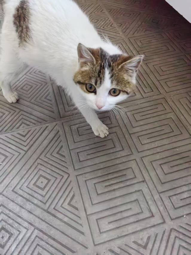 米屯印象民宿图片