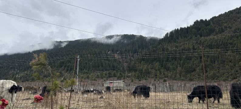 花海星光民宿图片