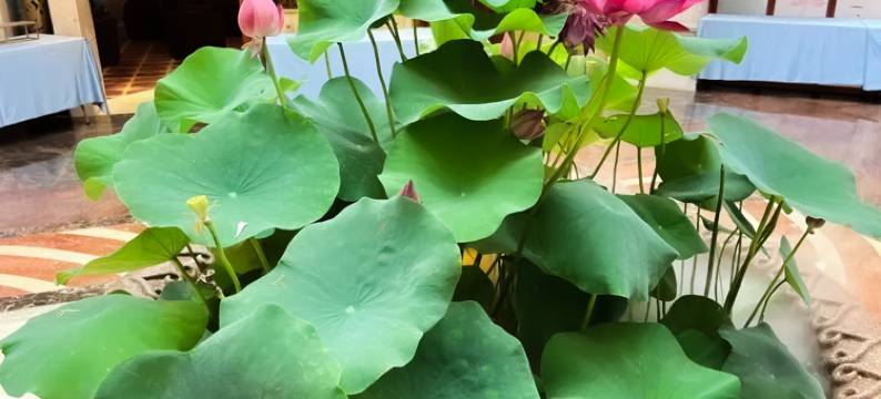 桥头三正半山酒店图片