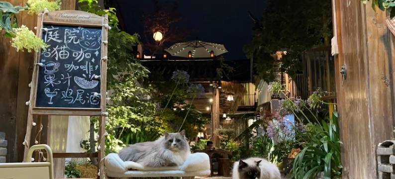 丽江古城狼穴·猫的秘密花园·Barista庭院咖啡美宿(五一街店)图片