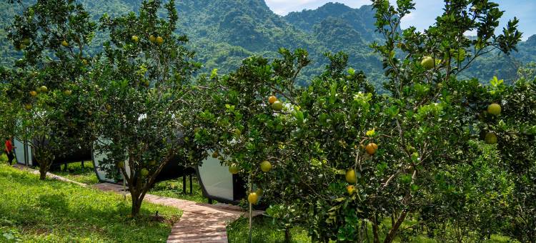 华平奥拉山农场住宿及豪华露营(Ora Hill Farmstay & Glamping Hoa Binh)图片