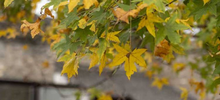 盐官潮乐之城琵琶客栈图片