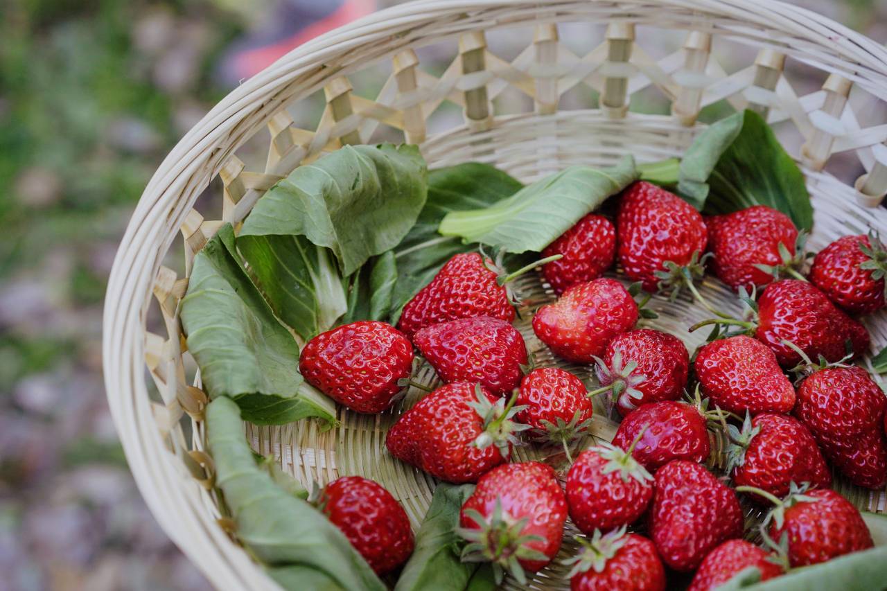 乌镇乌村稻舍乡村酒店图片