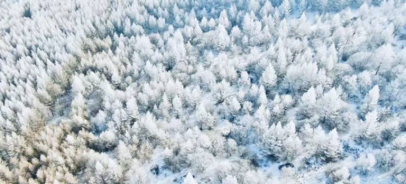 张家口崇礼曼松林民宿图片