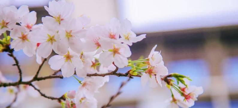 合肥施柏阁大观酒店图片