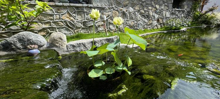 大理古城赛家花园酒店图片