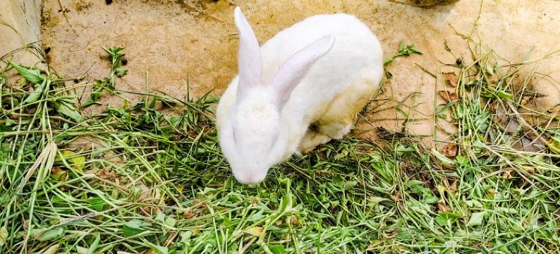 溧阳•锦桂园民宿(天目湖旅游度假区店)图片