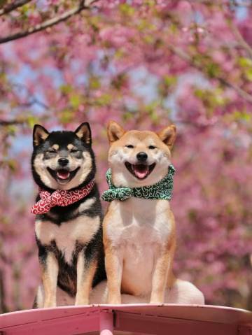 聆海·Chance Encounter庭院花园度假民宿(洱海S湾生态廊道店)图片