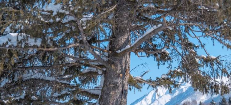 深山见•山野如许•自然美学花园庭院民宿(白哈巴老村店)图片