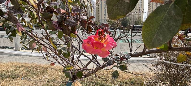 武都奕璟云朵酒店(高铁站店)图片