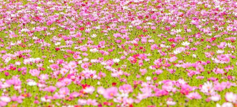 稻梦空间民宿(中山崖口店)图片