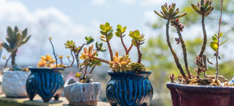 阿里山初日民宿图片