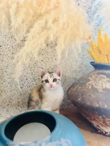 素简流年·度假民宿图片