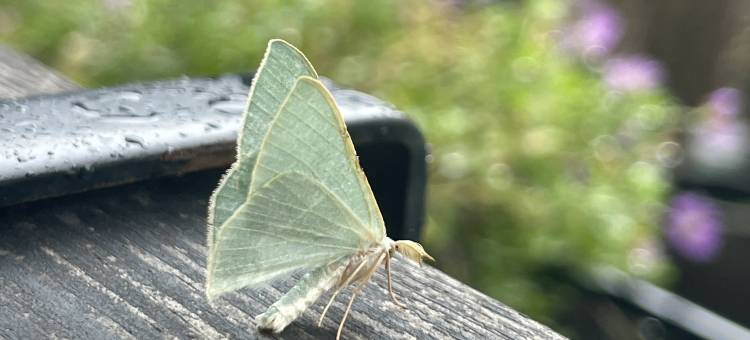 诸暨裕昌号爱吾庐山庄图片