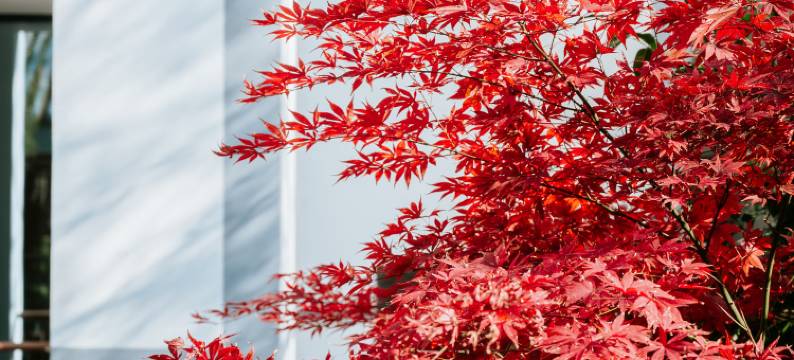 苏州金鸡湖托尼洛·兰博基尼书苑酒店图片