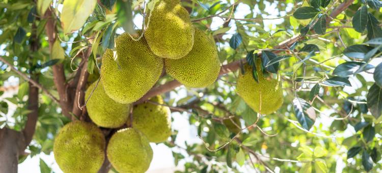 佛山迎宾馆(佛山市政府祖庙店)图片