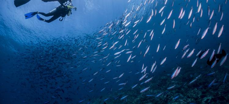马尔代夫科杜度假村美居酒店(仅限成人) - 接送交通享5折优惠(Mercure Maldives Kooddoo Adults Only Resort - 50% off Domestic Transfers)图片