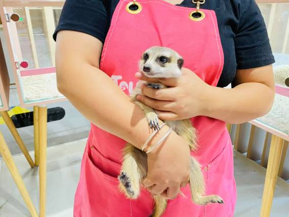 深圳桔钓沙莱华度假酒店图片