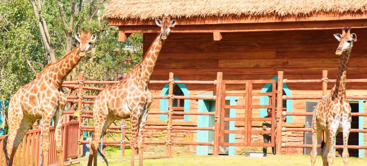 郑州银基冰雪酒店(动物王国店)图片