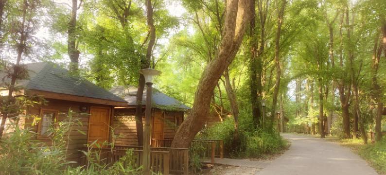 贵溪红背带养心谷图片