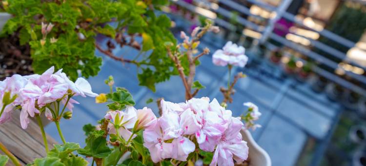 新新花园·多肉美宿家客栈(大理古城洱海店)图片