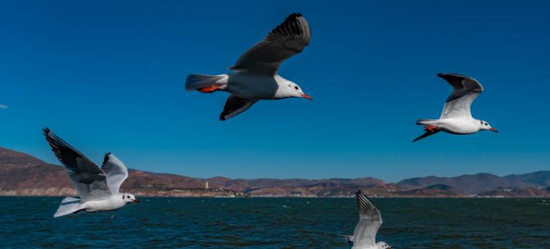 泊悦·海景日出观景美宿(大理洱海生态廊道店)图片