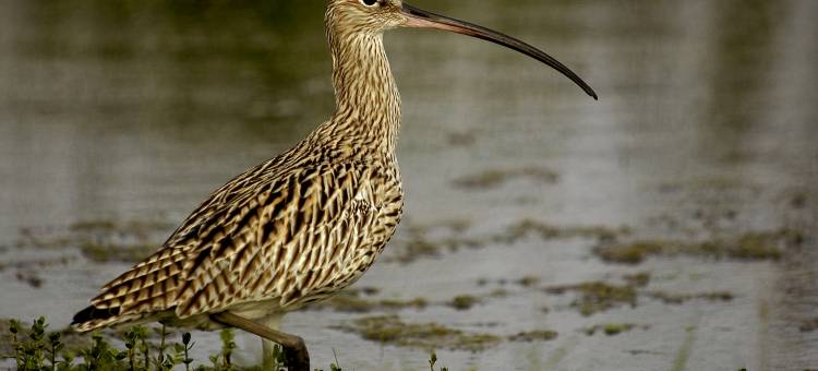 玛霍拉 - 韦帕图生态团队(Mahoora - Wilpattu by Eco Team)图片