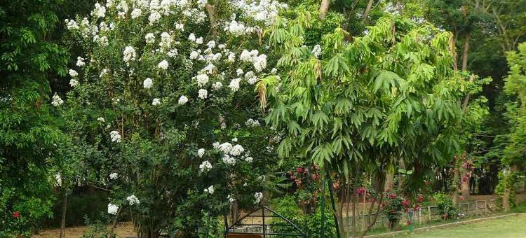 蓝毗尼佛花园度假村(Lumbini Buddha Garden Resort)图片