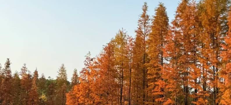 花筑·良竺设计师艺术民宿(南京牛首山景区店)图片